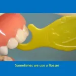 flossers being used on a model of teeth